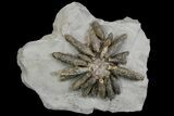 Jurassic Fossil Urchin (Reboulicidaris) - Amellago, Morocco #139002-1